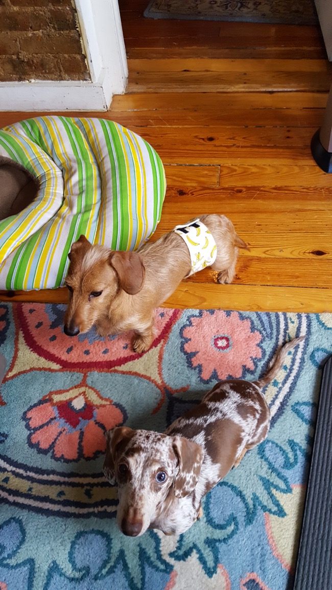 maddy, major