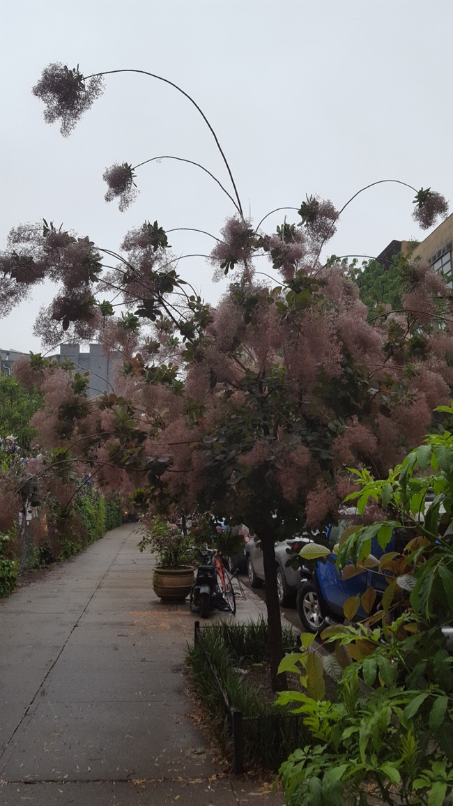 smoke tree