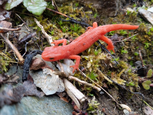 newt