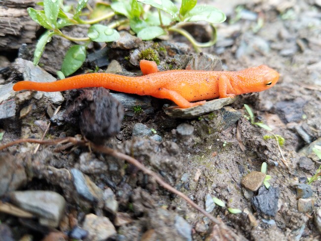 newt