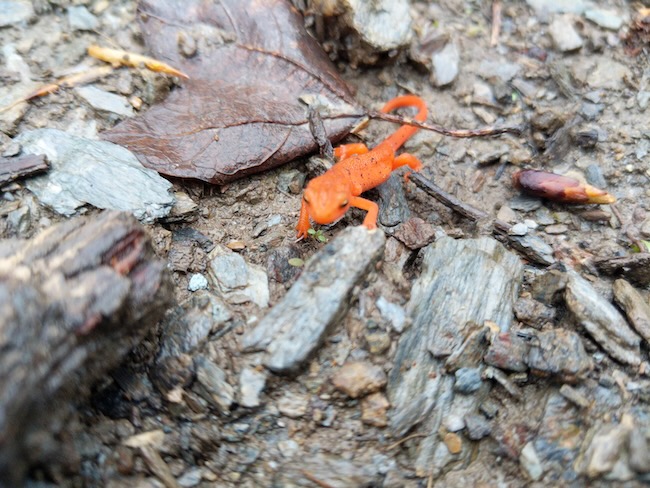 newt